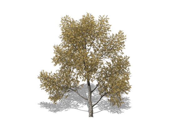 Representation of the Honey-Locust