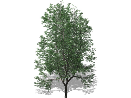 Représentation du chicot du Canada