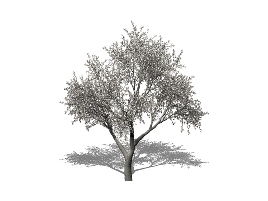 Representation of the Carolina Silverbell