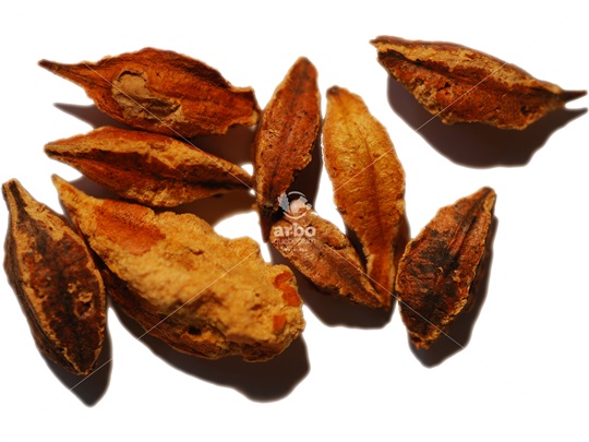Carolina Silverbell seeds