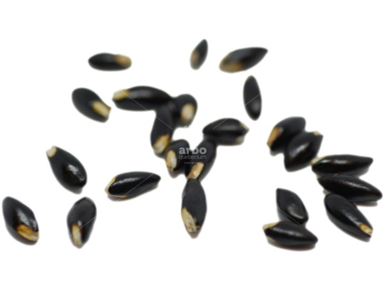 Ozark Witchhazel seeds