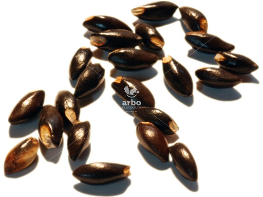 American Witch-Hazel seeds
