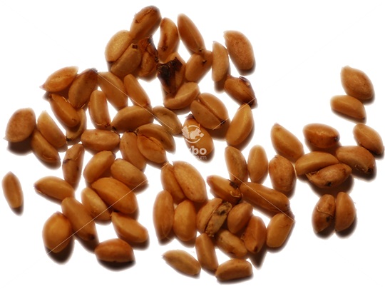 Common Winterberry seeds