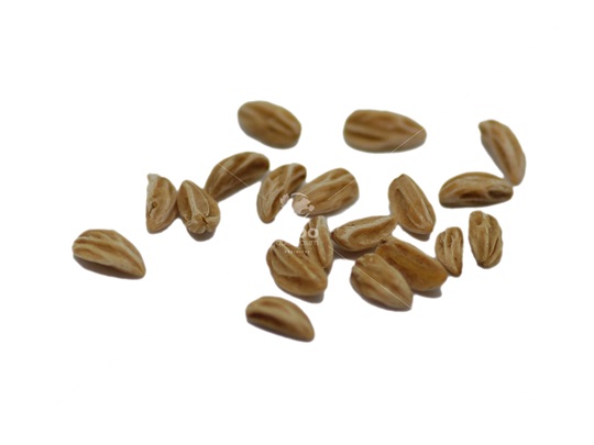 American holly seeds