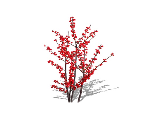 Representation of the Winterberry