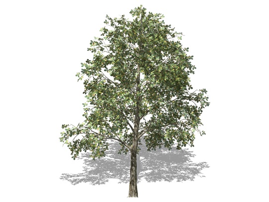 Représentation du noyer cendré
