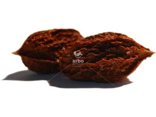 Noix de noyer cendré