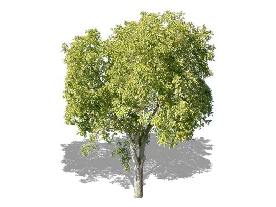 Representation of the Buartnut 'Ives'