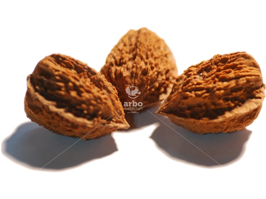 'Ives' walnuts
