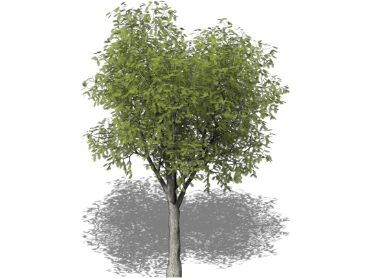 Representation of the Texas Walnut