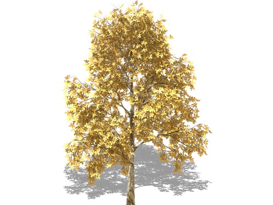 Representation of the Black Walnut