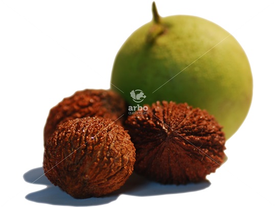 Black Walnut nuts