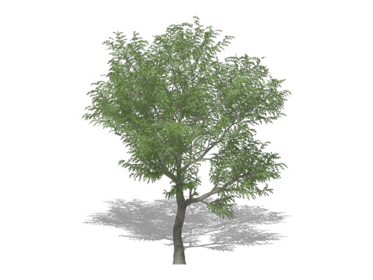 Representation of the Japanese Walnut