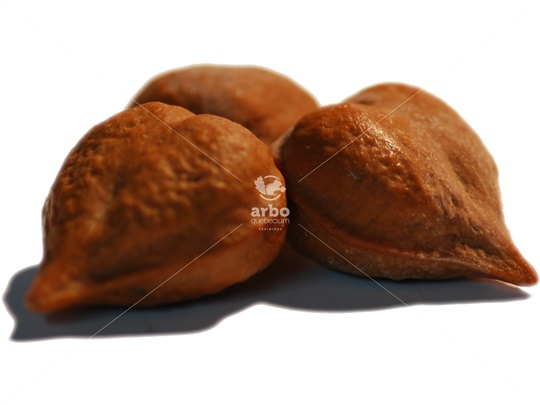 Japanese Walnut nuts