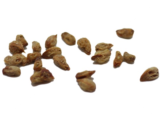 Common Juniper seeds
