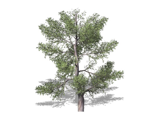 Representation of the Eastern Redcedar