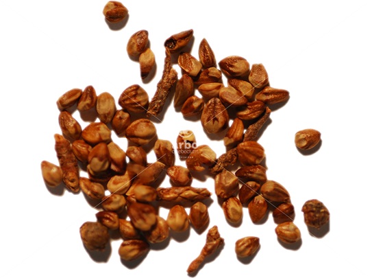 Eastern Redcedar seeds