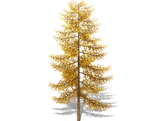 Représentation du mélèze laricin