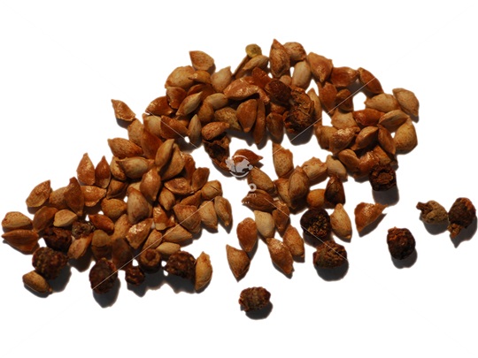 Tamarack seeds