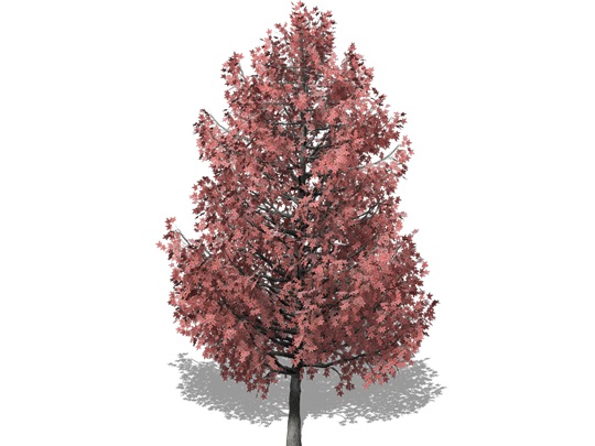 Representation of the Sweetgum