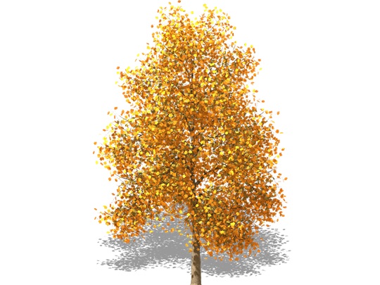 Representation of the Tulip-Tree
