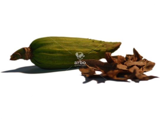 Akènes de tulipier de Virginie