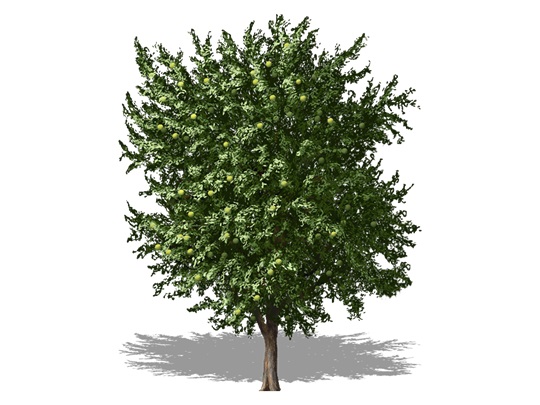 Representation of the Osage-orange
