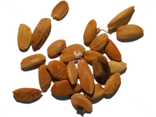 Osage-orange seeds