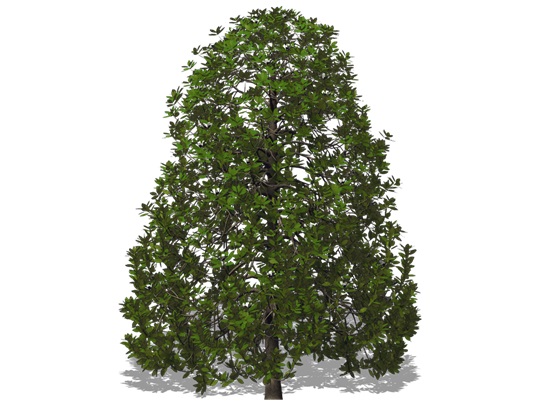Representation of the Cucumber-Tree