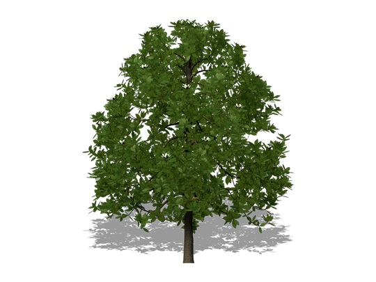 Representation of the Sweetbay Magnolia