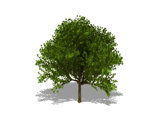 Representation of the White Mulberry