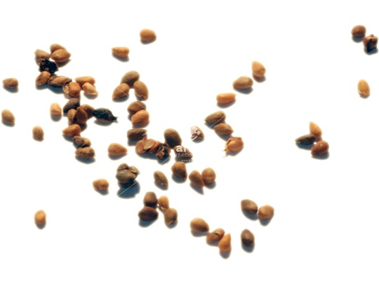 Tatarian White Mulberry seeds