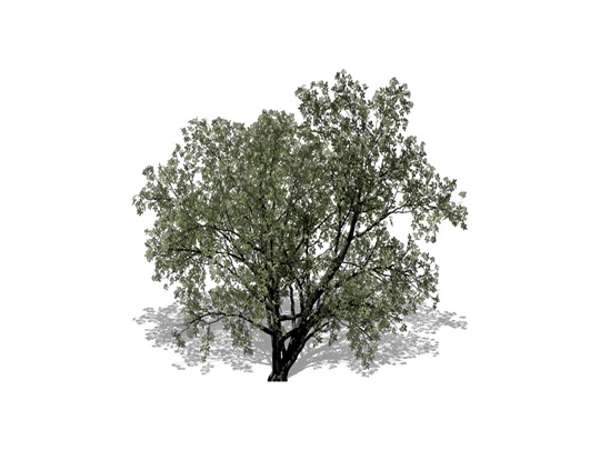 Representation of the Red Mulberry