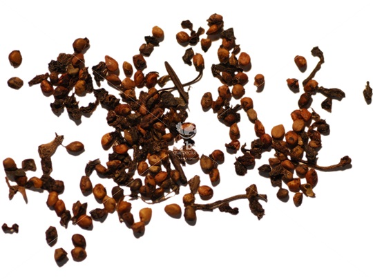 Red Mulberry seeds