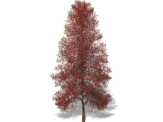 Representation of the Black-Gum