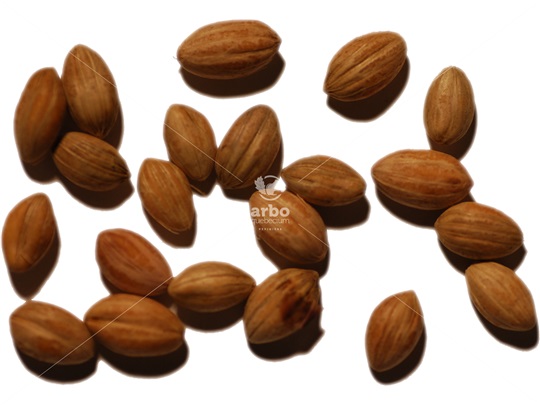 Black-Gum seeds