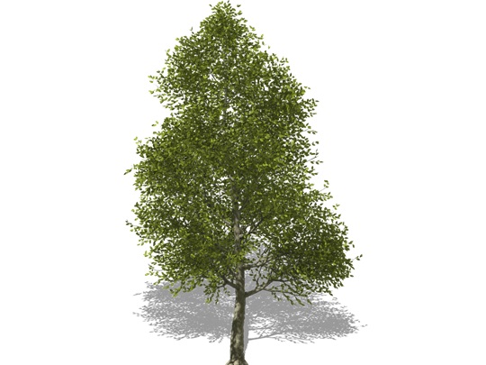 Représentation de l'ostryer de Virginie