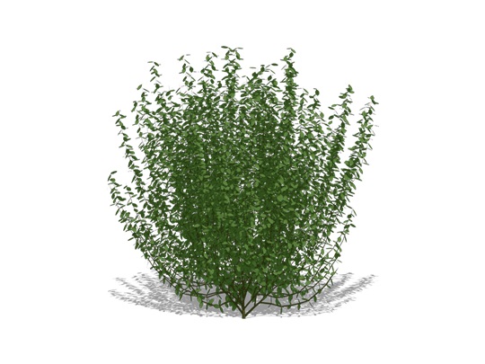 Representation of the Common Ninebark