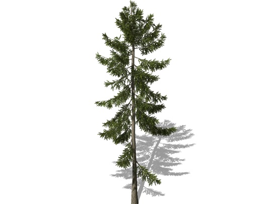 Representation of the Norway Spruce