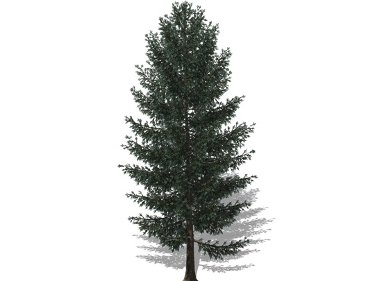 Représentation de l'épinette blanche