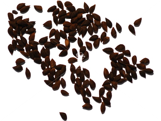 Black Spruce seeds