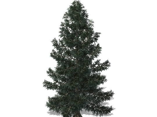 Representation of the Colorado Spruce