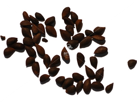 Red Spruce seeds