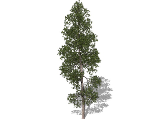 Representation of the Jack Pine