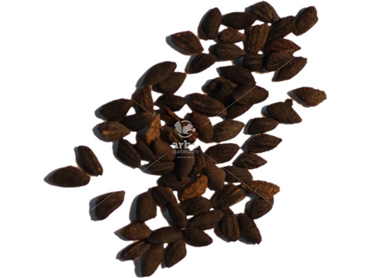 Jack Pine seeds