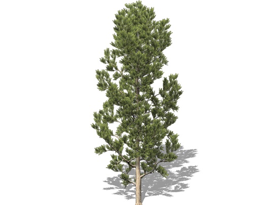 Representation of the Colorado Pinyon