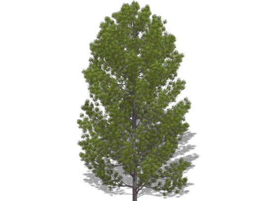 Representation of the Korean Pine