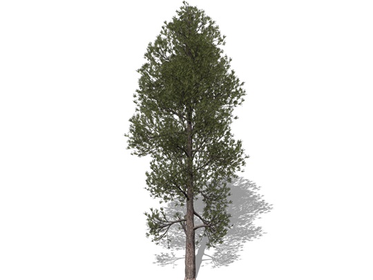 Representation of the Red Pine