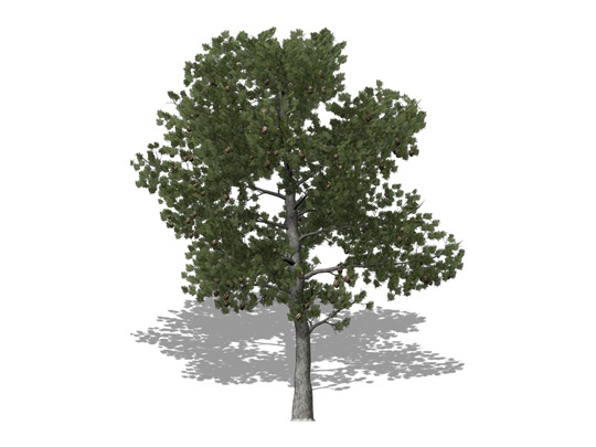 Representation of the Pitch Pine