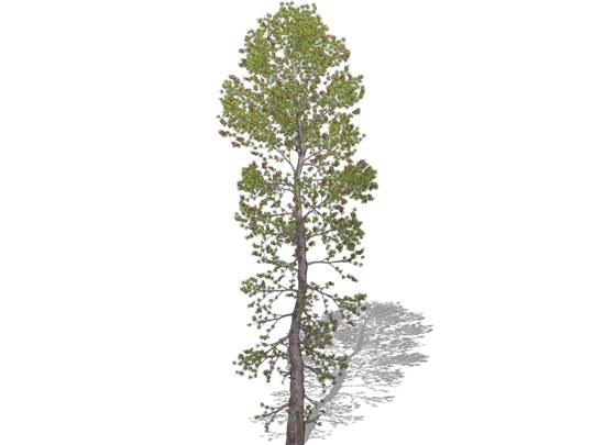 Representation of the Siberian Pine